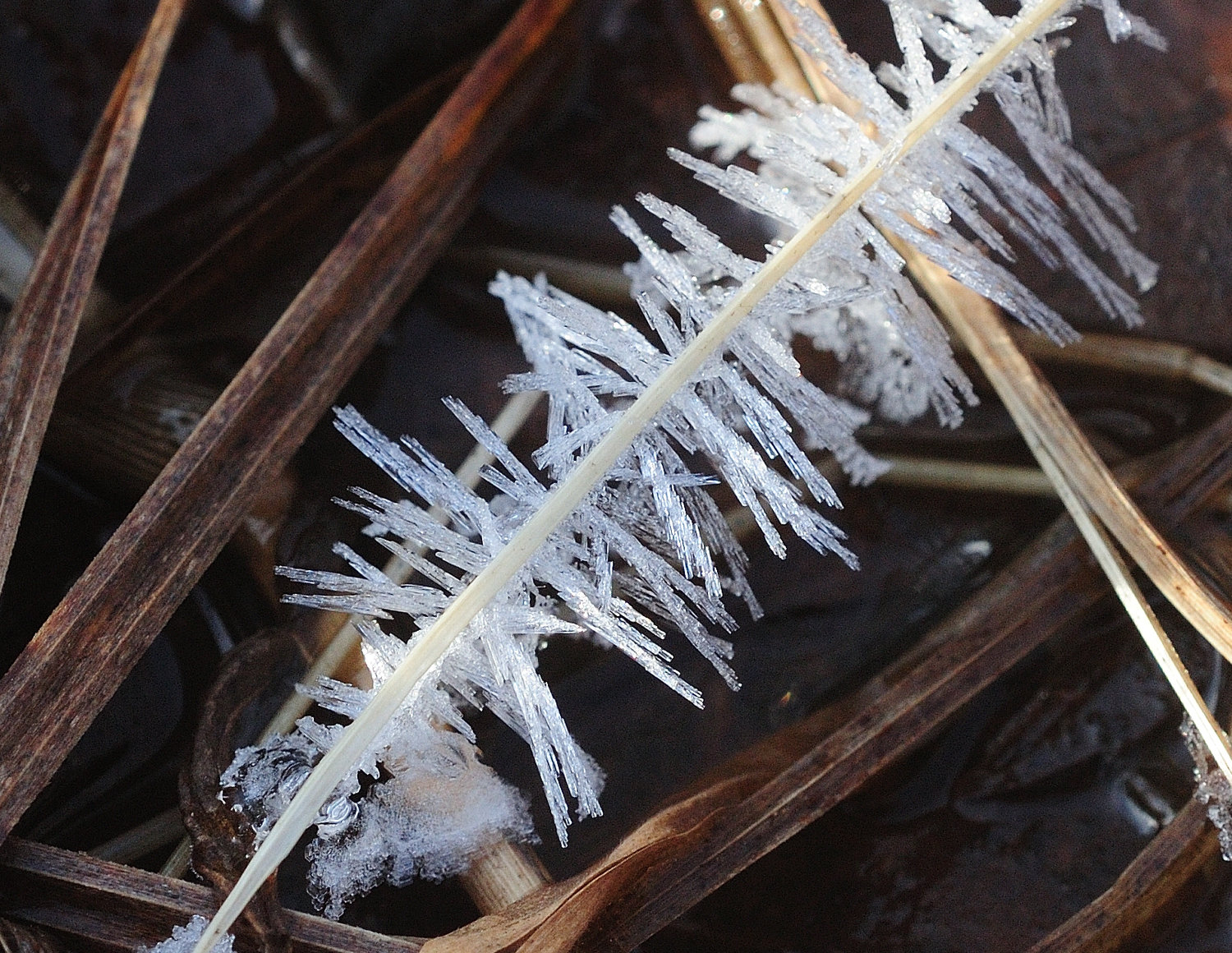 Hoarfrost forms when water vapor, which is also below freezing, condenses on plants or blades of grass. The crystalline properties of water are evident when looking at the frozen needles on this blade of grass. Areas that have more humidity, such as stream banks, are good areas to find this phenomenon.